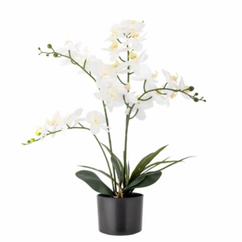 Orchid Plant, Green, Artificial Flowers