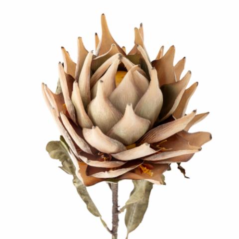 Protea Stem, Nature, Artificial Flowers