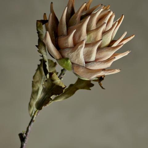 Protea Tige, Nature, Fleurs artificielles