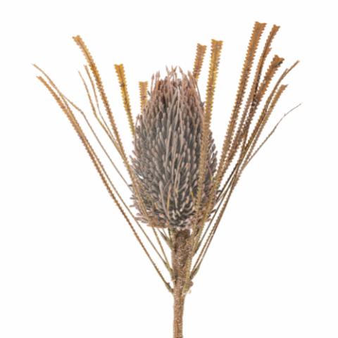 Palmflower Stem, Brown, Artificial Flowers