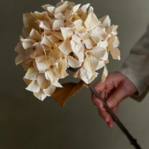 Hydrangea Stem, Nature, Artificial Flowers