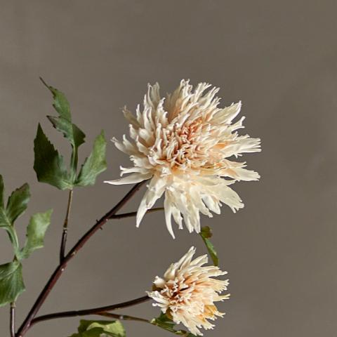 Chrysantemum Tige, Nature, Fleurs artificielles