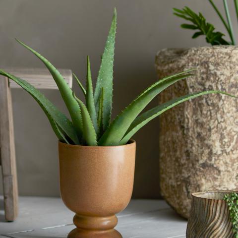 Aloe Plante, Verte, Fleurs artificielles