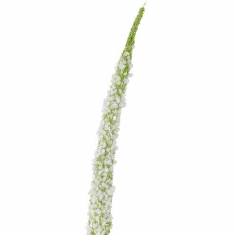 Foxtail Stiel, Weiß, Künstliche Blumen