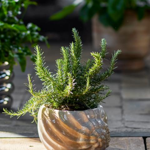Corelia Flowerpot, Brown, Stoneware