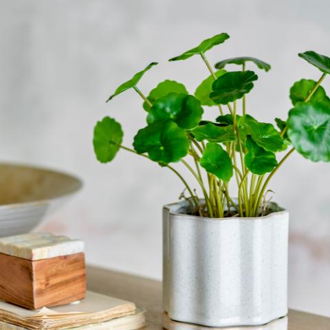 Argyle Pot de fleurs pour support, Gris, Grès