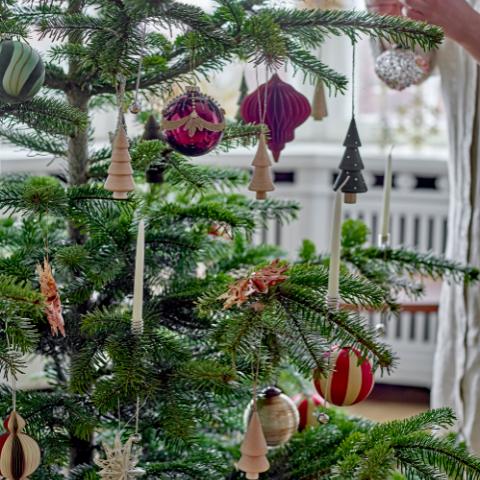 Jivani Ornament, Natur, Schima