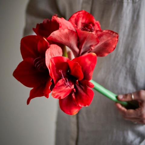 Amaryllis Stem, Red, Artificial Flowers